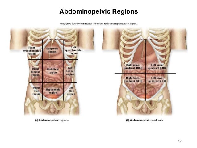 Activity 1 - Anatomical Terms