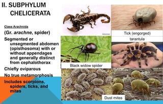 II. SUBPHYLUM
CHELICERATA
Class Arachnida
(Gr. arachne, spider)
Segmented or
unsegmented abdomen
(opisthosoma) with or
without appendages
and generally distinct
from cephalothorax
Chiefly oviparous
No true metamorphosis
Includes scorpions,
spiders, ticks, and
mites
Dust mites
Black widow spider
tarantula
Tick (engorged)
 