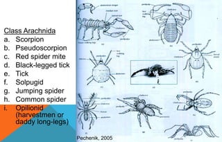 Class Arachnida
a. Scorpion
b. Pseudoscorpion
c. Red spider mite
d. Black-legged tick
e. Tick
f. Solpugid
g. Jumping spider
h. Common spider
i. Opilionid
(harvestmen or
daddy long-legs)
Pechenik, 2005
 
