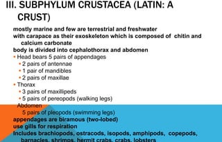 III. SUBPHYLUM CRUSTACEA (LATIN: A
CRUST)
mostly marine and few are terrestrial and freshwater
with carapace as their exoskeleton which is composed of chitin and
calcium carbonate
body is divided into cephalothorax and abdomen
 Head bears 5 pairs of appendages
 2 pairs of antennae
 1 pair of mandibles
 2 pairs of maxillae
 Thorax
 3 pairs of maxillipeds
 5 pairs of pereopods (walking legs)
 Abdomen
 5 pairs of pleopods (swimming legs)
appendages are biramous (two-lobed)
use gills for respiration
Includes brachiopods, ostracods, isopods, amphipods, copepods,
 