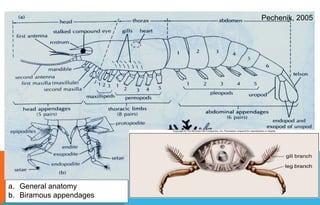 a. General anatomy
b. Biramous appendages
Pechenik, 2005
 