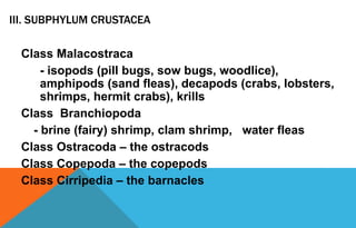 III. SUBPHYLUM CRUSTACEA
Class Malacostraca
- isopods (pill bugs, sow bugs, woodlice),
amphipods (sand fleas), decapods (crabs, lobsters,
shrimps, hermit crabs), krills
Class Branchiopoda
- brine (fairy) shrimp, clam shrimp, water fleas
Class Ostracoda – the ostracods
Class Copepoda – the copepods
Class Cirripedia – the barnacles
 