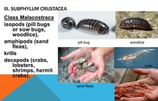 III. SUBPHYLUM CRUSTACEA
Class Malacostraca
isopods (pill bugs
or sow bugs,
woodlice),
amphipods (sand
fleas),
krills
decapods (crabs,
lobsters,
shrimps, hermit
crabs),
woodlicepill bug
sand fleas
krills
 