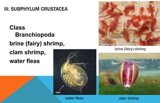 III. SUBPHYLUM CRUSTACEA
Class
Branchiopoda
brine (fairy) shrimp,
clam shrimp,
water fleas
brine (fairy) shrimp
clam shrimpwater fleas
 