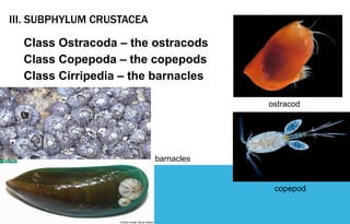 III. SUBPHYLUM CRUSTACEA
Class Ostracoda – the ostracods
Class Copepoda – the copepods
Class Cirripedia – the barnacles
ostracod
copepod
barnacles
 