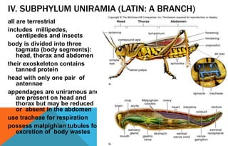 IV. SUBPHYLUM UNIRAMIA (LATIN: A BRANCH)
all are terrestrial
includes millipedes,
centipedes and insects
body is divided into three
tagmata (body segments):
head, thorax and abdomen
their exoskeleton contains
tanned protein
head with only one pair of
antennae
appendages are uniramous and
are present on head and
thorax but may be reduced
or absent in the abdomen
use tracheae for respiration
possess malpighian tubules for
excretion of body wastes
 
