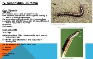 IV. Subphylum Uniramia
Class Chilopoda
‘100 legs’
live in moist places and are carnivorous
with flattened bodies with each segment bearing a
pair of jointed walking legs
the appendages of first somite form poison claws
possess a pair of antennae, a pair of mandibles and
one to two pairs of maxillae
oviparous
Centipedes
Class Diplopoda
‘1000 legs’
body consists of 25 to 100 segments, each bearing
two pairs of legs
head with a pair of antennae and two pairs of
mouthparts
are herbivorous and live in a leaf mold
oviparous
Millipedes
Class Insecta
insects
 
