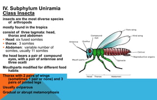 IV. Subphylum Uniramia
Class Insecta
insects are the most diverse species
of arthropods
mostly found in the tropics
consist of three tagmata: head,
thorax and abdomen
 Head: six fused somites
 thorax: 3 somites
 Abdomen: variable number of
somites, usually 11 somites
the head bears a pair of compound
eyes, with a pair of antennae and
three ocelli
Mouthparts modified for different food
habits
Thorax with 2 pairs of wings
(sometimes 1 pair or none) and 3
pairs of jointed legs
Usually oviparous
Gradual or abrupt metamorphosis
 