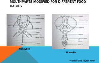 MOUTHPARTS MODIFIED FOR DIFFERENT FOOD
HABITS
Honeybee
Housefly
Wallace and Taylor, 1997
 