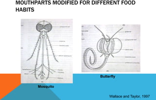 Mosquito
Butterfly
MOUTHPARTS MODIFIED FOR DIFFERENT FOOD
HABITS
Wallace and Taylor, 1997
 
