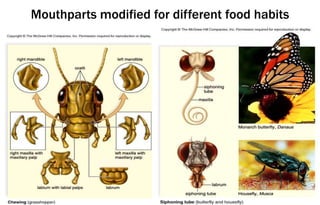 Mouthparts modified for different food habits
 