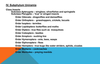 IV. Subphylum Uniramia
Class Insecta
Subclass Apterygota – wingless; silverfishes and springtails
Subclass Pterygota – ‘true’ or winged insects
Order Odonata - dragonflies and damselflies
Order Orthoptera - grasshoppers, crickets, locusts
Order Isoptera - termites
Order Lepidoptera- butterflies and moths
Order Diptera - true flies such as mosquitoes
Order Coleoptera - beetles
Order Anoplura - sucking lice
Order Hymenoptera - ants, bees, wasps
Order Siphonaptera - fleas
Order Hemiptera - true bugs like water striders, aphids, cicadas
Order Blattaria – cockroaches
Order Mantodea – preying mantids
 