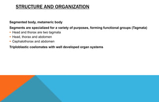 STRUCTURE AND ORGANIZATION
Segmented body, metameric body
Segments are specialized for a variety of purposes, forming functional groups (Tagmata)
 Head and thorax are two tagmata
 Head, thorax and abdomen
 Cephalothorax and abdomen
Triploblastic coelomates with well developed organ systems
 