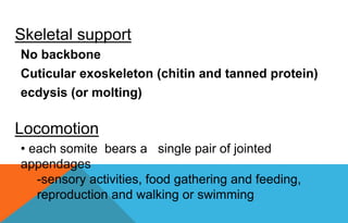 No backbone
Cuticular exoskeleton (chitin and tanned protein)
ecdysis (or molting)
Skeletal support
• each somite bears a single pair of jointed
appendages
-sensory activities, food gathering and feeding,
reproduction and walking or swimming
Locomotion
 