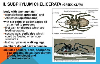 II. SUBPHYLUM CHELICERATA (GREEK: CLAW)
body with two tagmata:
 cephalothorax (prosoma) and
 Abdomen (opisthosoma)
with six pairs of appendages all
attached to prosoma
 first pair: chelicerae which are
feeding organs,
 second pair: pedipalps which
could be feeding or sensory
structures
 last four pairs as walking legs
members do not have antennae
includes spiders, ticks, scorpions,
sea spiders, mites, harvestmen
(daddy longlegs) and
horseshoe crabs
 