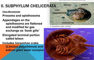 II. SUBPHYLUM CHELICERATA
Class Merostomata
Prosoma and opisthosoma
Appendages on the
opisthosoma are flattened
and modified for gas
exchange as ‘book gills’
Elongated terminal portion
called telson
Includes horseshoe crabs
(Limulus polyphemus) and
extinct giant water scorpions
 