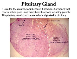 Pituitary Gland
It is called the master gland because it produces hormones that
control other glands and many body functions including growth.
The pituitary consists of the anterior and posterior pituitary.
 