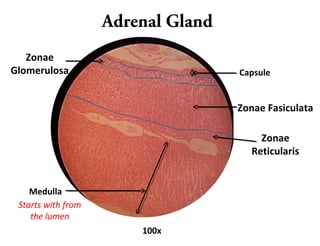 Adrenal Gland
100x
Capsule
Medulla
Starts with from
the lumen
Zonae
Glomerulosa
Zonae Fasiculata
Zonae
Reticularis
 