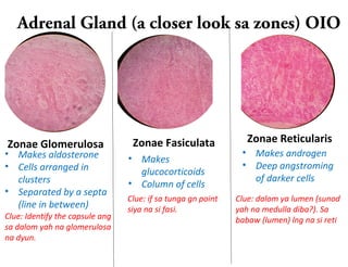 Adrenal Gland (a closer look sa zones) OIO
Zonae ReticularisZonae Glomerulosa Zonae Fasiculata
Clue: Identify the capsule ang
sa dalom yah na glomerulosa
na dyun.
Clue: if sa tunga gn point
siya na si fasi.
Clue: dalom ya lumen (sunod
yah na medulla diba?). Sa
babaw (lumen) lng na si reti
• Makes
glucocorticoids
• Column of cells
• Makes androgen
• Deep angstroming
of darker cells
• Makes aldosterone
• Cells arranged in
clusters
• Separated by a septa
(line in between)
 