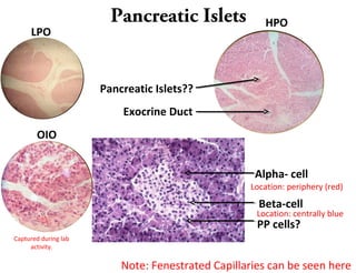 Pancreatic Islets
LPO
HPO
OIO
Exocrine Duct
Pancreatic Islets??
Note: Fenestrated Capillaries can be seen here
Captured during lab
activity.
Alpha- cell
Location: periphery (red)
Beta-cell
Location: centrally blue
PP cells?
 