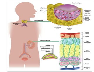 Endocrine System