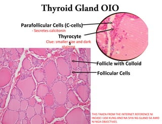 Thyroid Gland OIO
THIS TAKEN FROM THE INTERNET.REFERENCE NI
INCASE I ASK KUNG ANO NA SIYA NG GLAND SA AMO
NI NGA OBJECTIVES.
Parafollicular Cells (C-cells)
Follicle with Colloid
Follicular Cells
Thyrocyte
sClue: smaller size and dark
staining
- Secretes calcitonin
 