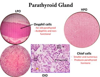 Parathyroid Gland
LPO HPO
OIO
Oxyphil cells
-for old parathyroid
- Acidophilic and non-
functional
Chief cells
- Smaller and numerous
- Produces parathyroid
hormone
 