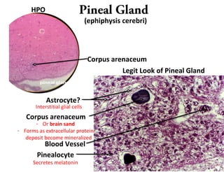 Pineal GlandHPO
Legit Look of Pineal Gland
Blood Vessel
Corpus arenaceum
Astrocyte?
Pinealocyte
Interstitial glial cells
- Or brain sand
- Forms as extracellular protein
deposit become mineralized
(ephiphysis cerebri)
Secretes melatonin
Corpus arenaceum
 