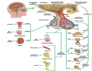 Endocrine System