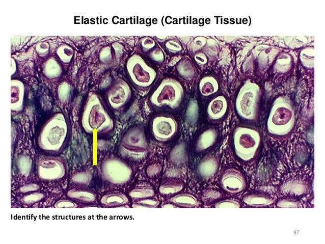 Activity 2 - Histology and Integument
