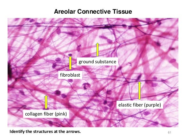 Activity 2 - Histology and Integument