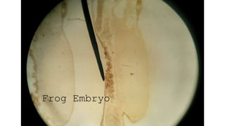 Frog Embryo
