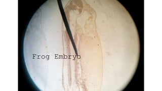 Frog Embryo