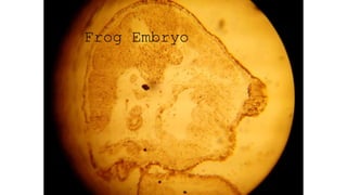 Frog Embryo