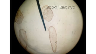 Frog Embryo