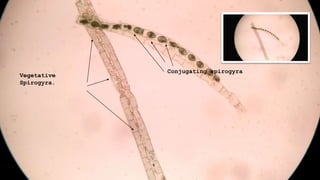 Conjugating spirogyra
Vegetative
Spirogyra.
 