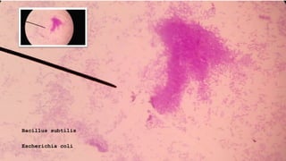 Bacillus subtilis
Escherichia coli
 