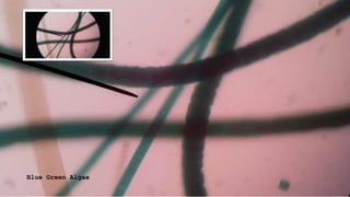 Blue Green Algae
 