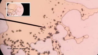 Blue Green Algae
 