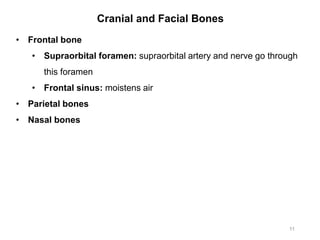 Cranial and Facial Bones
11
• Frontal bone
• Supraorbital foramen: supraorbital artery and nerve go through
this foramen
• Frontal sinus: moistens air
• Parietal bones
• Nasal bones
 
