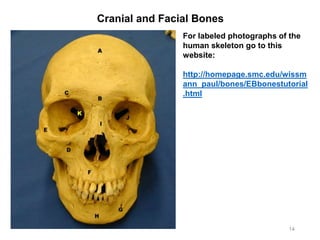 Cranial and Facial Bones
14
For labeled photographs of the
human skeleton go to this
website:
http://homepage.smc.edu/wissm
ann_paul/bones/EBbonestutorial
.html
 