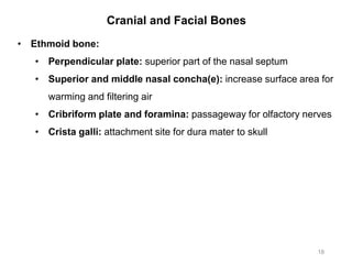 Cranial and Facial Bones
18
• Ethmoid bone:
• Perpendicular plate: superior part of the nasal septum
• Superior and middle nasal concha(e): increase surface area for
warming and filtering air
• Cribriform plate and foramina: passageway for olfactory nerves
• Crista galli: attachment site for dura mater to skull
 