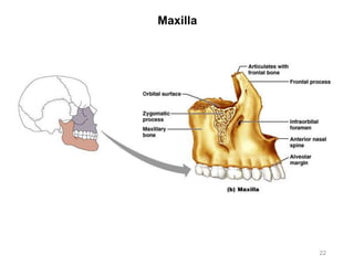 Maxilla
22
 