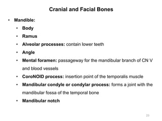 Cranial and Facial Bones
23
• Mandible:
• Body
• Ramus
• Alveolar processes: contain lower teeth
• Angle
• Mental foramen: passageway for the mandibular branch of CN V
and blood vessels
• CoroNOID process: insertion point of the temporalis muscle
• Mandibular condyle or condylar process: forms a joint with the
mandibular fossa of the temporal bone
• Mandibular notch
 