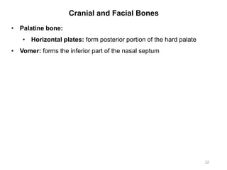 Cranial and Facial Bones
32
• Palatine bone:
• Horizontal plates: form posterior portion of the hard palate
• Vomer: forms the inferior part of the nasal septum
 