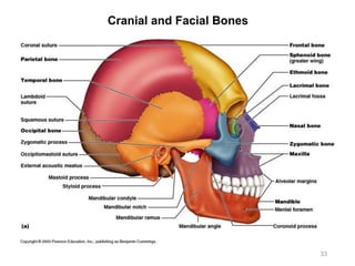 Cranial and Facial Bones
33
 