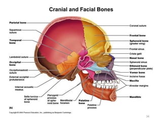 Cranial and Facial Bones
34
 