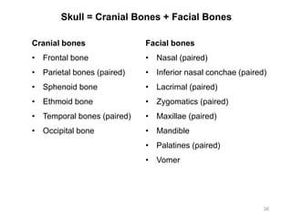 Skull = Cranial Bones + Facial Bones
36
Cranial bones
• Frontal bone
• Parietal bones (paired)
• Sphenoid bone
• Ethmoid bone
• Temporal bones (paired)
• Occipital bone
Facial bones
• Nasal (paired)
• Inferior nasal conchae (paired)
• Lacrimal (paired)
• Zygomatics (paired)
• Maxillae (paired)
• Mandible
• Palatines (paired)
• Vomer
 