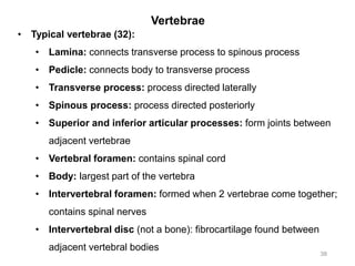 Vertebrae
38
• Typical vertebrae (32):
• Lamina: connects transverse process to spinous process
• Pedicle: connects body to transverse process
• Transverse process: process directed laterally
• Spinous process: process directed posteriorly
• Superior and inferior articular processes: form joints between
adjacent vertebrae
• Vertebral foramen: contains spinal cord
• Body: largest part of the vertebra
• Intervertebral foramen: formed when 2 vertebrae come together;
contains spinal nerves
• Intervertebral disc (not a bone): fibrocartilage found between
adjacent vertebral bodies
 