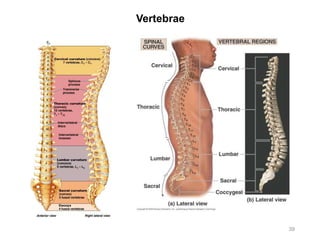 Vertebrae
39
 